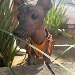 Xoloitzcuintli Puppies from Xolos Jazmin