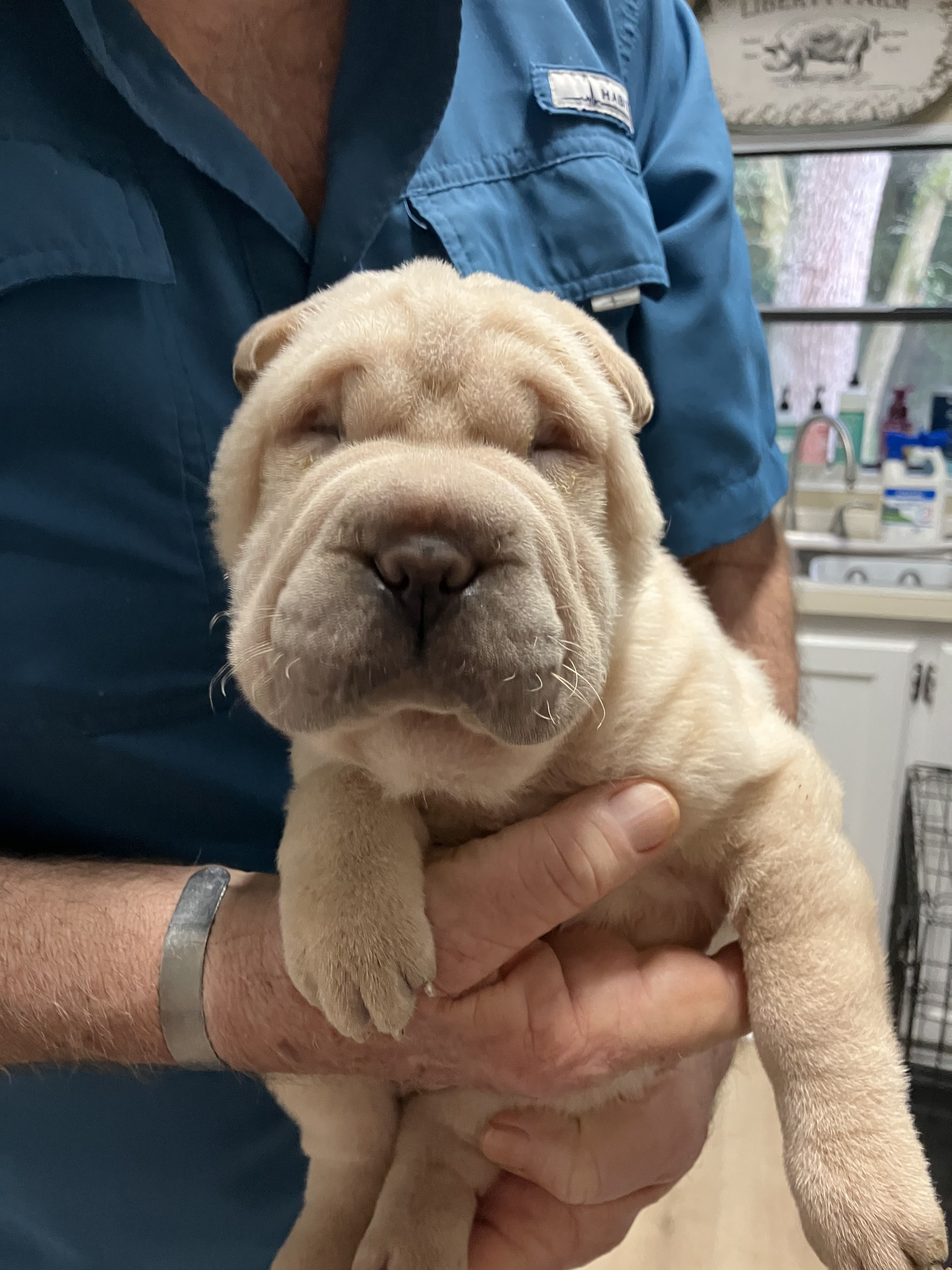 Mini shar best sale pei breeders