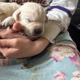Croc - Yellow male Labrador Retriever puppy in Isanti, Minnesota from Four Corners Family Labs