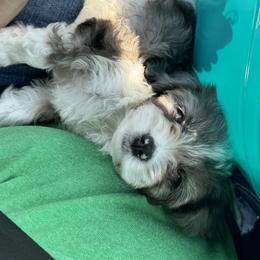 Cavapoo Puppies from Panda Puppies