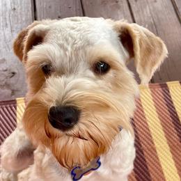 Remy - Miniature Schnauzer