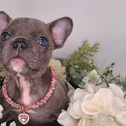 Girl 1 - Blue French Bulldog puppy in Puyallup, Washington from Ohana Bulldogs PNW