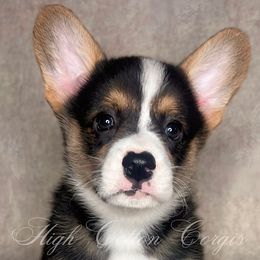 Mulberry - Black and tan male Pembroke Welsh Corgi puppy in Benton, Arkansas from High Cotton Corgis