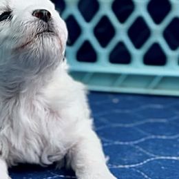 Bichon Frises and German Shepherds from Fox Tribe K9