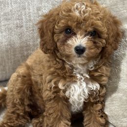Finn - Red male Cavapoo puppy in Bridgeport, Texas from Lu’s Offspring