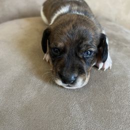 Snoopy - Piebald male Dachshund puppy in Milroy, Pennsylvania from Not Your Average Weiner