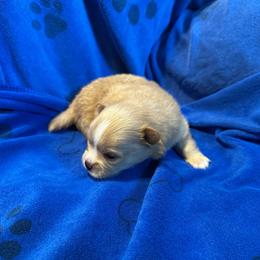 Sassy's boy 1 - Cream parti male Pomeranian puppy in Decatur, Iowa from Lisa Greenhalgh