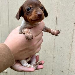 Girl - Chocolate and tan female Dachshund puppy in Spicer, Minnesota from Arrow Valley