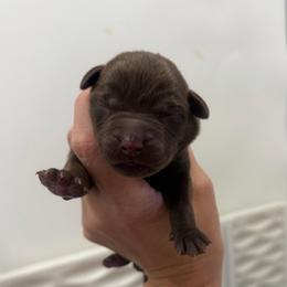 Storm - Blue collar - Chocolate male Labrador Retriever puppy in Elloree, South Carolina from Moonlight Kennels LLC