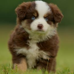 Miko - Red tri female Toy Australian Shepherd puppy in Hartman, Arkansas from Southern Edition Aussies