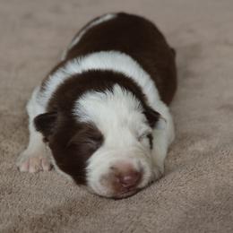 Blue Collar - Red male Border Collie puppy in Courtland, Alabama from C Bar C Ranch Border Collies