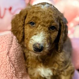 Trixie - Dark pink girl - Red  female Goldendoodle puppy in Puyallup, Washington from Dawnie’s Doodles