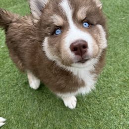 Siberian Husky Puppies from Young Orchard Siberians