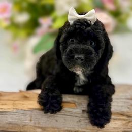 Princess - Phantom female Goldendoodle puppy in Willacoochee, Georgia from Kitandkboodle's Doodles