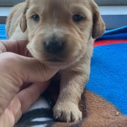 Girl 2 - Golden female Golden Retriever puppy in Princeton, Minnesota from North Country Goldens