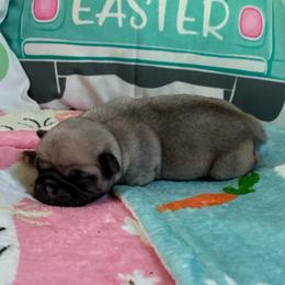 Scrappy - Fawn male Pug puppy in Hanover, Virginia from Pure Pugs