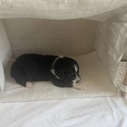 Utopia - Black tri-color male Australian Shepherd puppy in Weeki Wachee, Florida from Ace of Spades Australian Shepherds