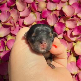 Trixie - Black and tan female Yorkshire Terrier puppy in Midland, Texas from Southern Yorkie Pies