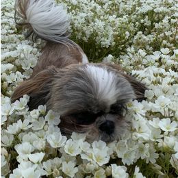 Shih Tzu Puppies from Jazzie Shih Tzu