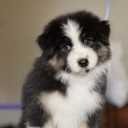Poison - Black tri-color female Australian Shepherd puppy in Augusta, Georgia from Incendia Aussies & Dobies