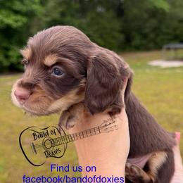 Sipp, AKC, male - Chocolate and cream male Dachshund puppy in Carriere, Mississippi from Band Of Doxies