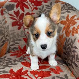 Gelato - Sable and white male American Corgi puppy in Waskom, Texas from Piney Woods Corgis