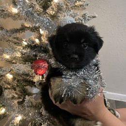 Henry - Black tri male Miniature Australian Shepherd puppy in Brenham, Texas from Stone N Rose Kennels
