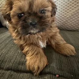 Wyatt - Gold male Shih Tzu puppy in Scottdale, Pennsylvania from Nancy’s Majestic Shih Tzus