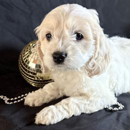 Rudolph - Buff and white male Cockapoo puppy in Bronson, Florida from Tabler Family Puppies