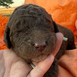 Penelope - Brown and white female Saint Berdoodle puppy in Beach, North Dakota from Badland St. Berdoodles LLC