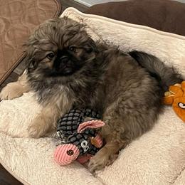 Full AKC - Calvin -Ready Now - Fawn sable male Pekingese puppy in Pennsylvania from Triple I Pekes