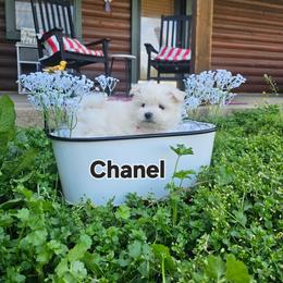 Winter - White female Maltese puppy in Terrell, Texas from PBJ Farms