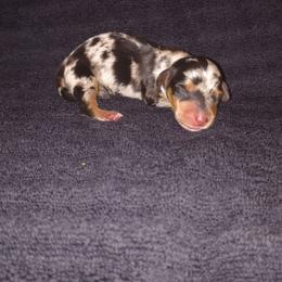 Sprinkles - Dapple female Dachshund puppy in Opelika, Alabama from Dachshund Darlins