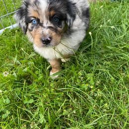 Australian Shepherd Puppies from Sweets' Cattle Co and Australian Shepherds