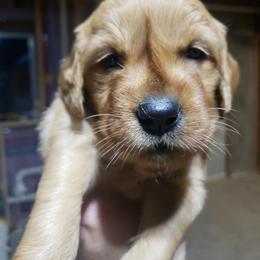 Black girl - Dark golden female Golden Retriever puppy in Merino, Colorado from High Plains Goldens