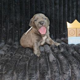 White collar - Gray male Cane Corso puppy in Fritch, Texas from Carrie Brown's Cane Corsos