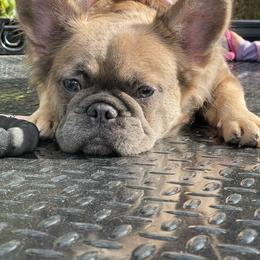 Lena - French Bulldog