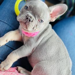 French Bulldog Puppies from Frenchie Paws