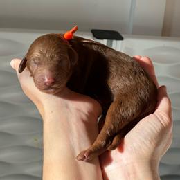Goldendoodle Puppies from Doodle Darlings