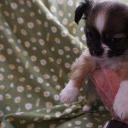 Chihuahua Puppies from Life of Riley's AKC Chihuahuas