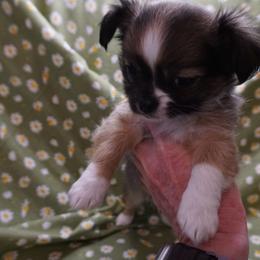 Chihuahua Puppies from Life of Riley's AKC Chihuahuas