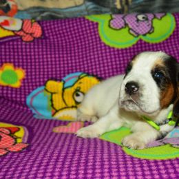 Basset Hound and Bloodhound Puppies from Out Law Hounds Den