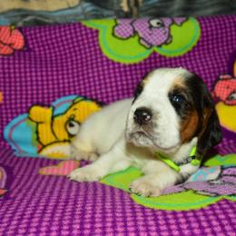 Basset Hound and Bloodhound Puppies from Out Law Hounds Den