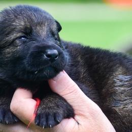Red girl - Sable female German Shepherd puppy in Clarkrange, Tennessee from Vom Wolff