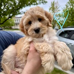 Light Blue Sweetheart - Girl 1 - Yellow and white female Bernedoodle puppy in South Jordan, Utah from Ellas.Pups (Bernedoodles & Cavapoos)