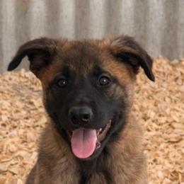 Male- solid stout confident guardian companion - Fawn sable male Belgian Malinois puppy in Dallas, Texas from RoyalHaus Malinois