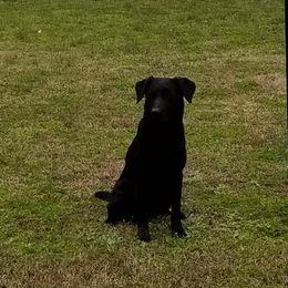 Brittanys, French Brittanys, and Labrador Retrievers from Wolf River Kennels