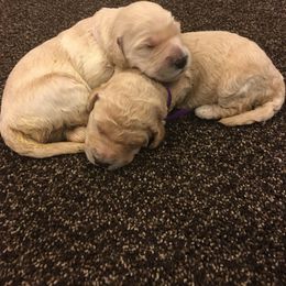 Goldendoodles from Timpanogos Doodles