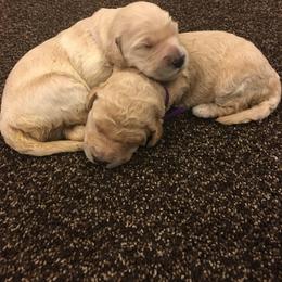 Goldendoodles from Timpanogos Doodles
