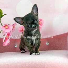 Reebok - Fawn brindled black male Chihuahua puppy in Anderson, South Carolina from Lil Treasures Chihuahuas